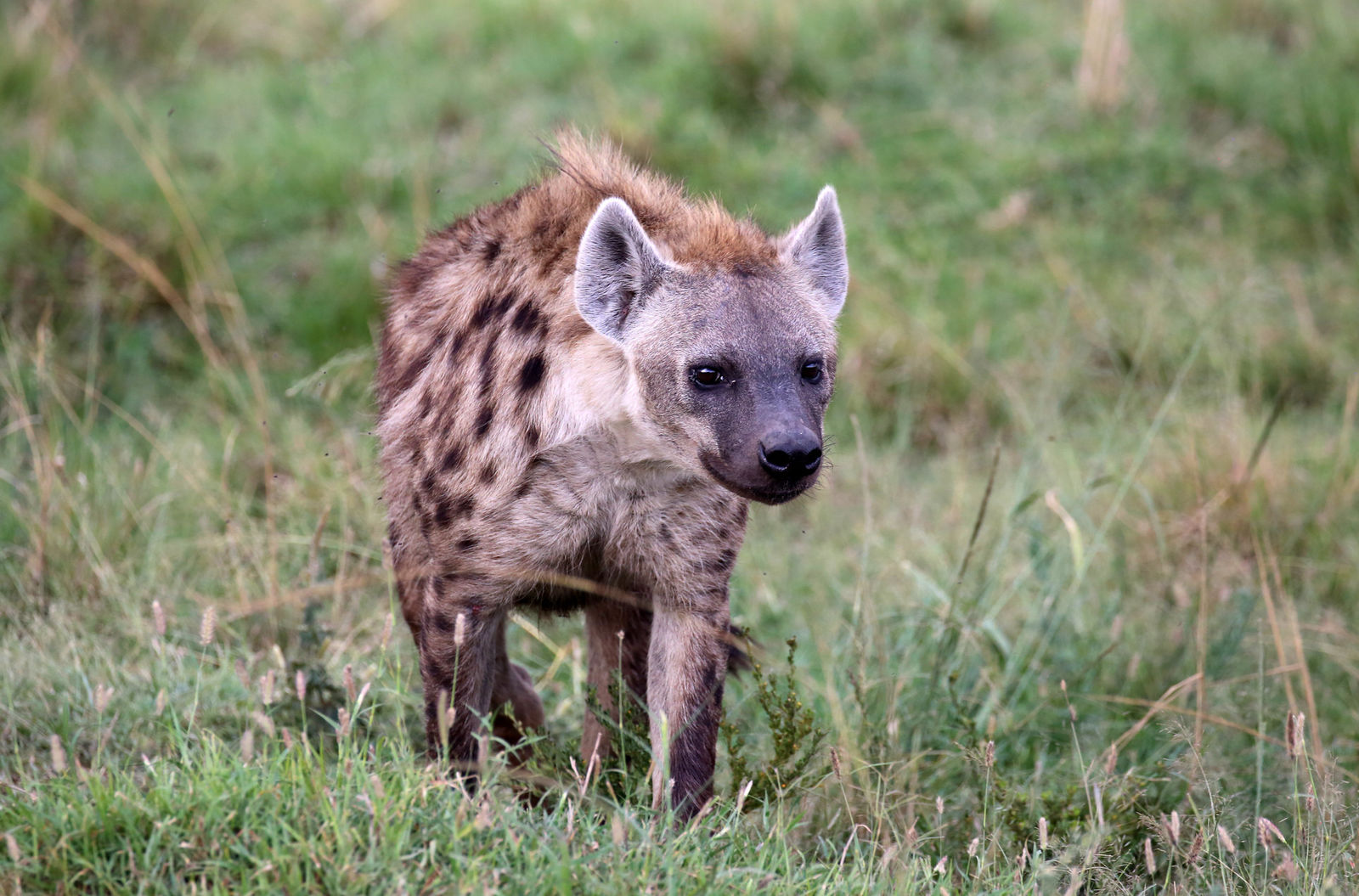 The spotted hyena