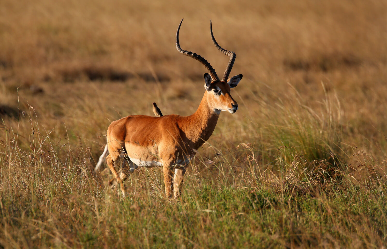 An impala