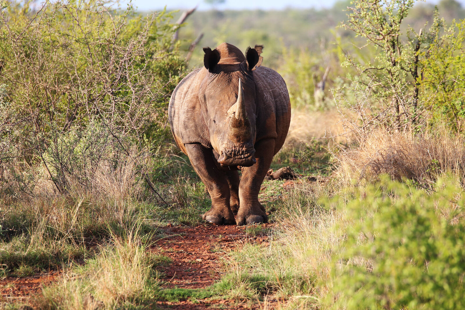 The white rhino