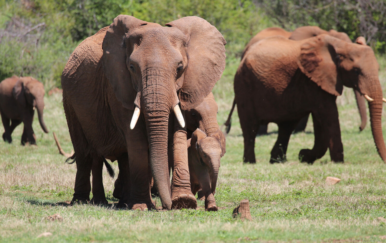 The African bush elephants