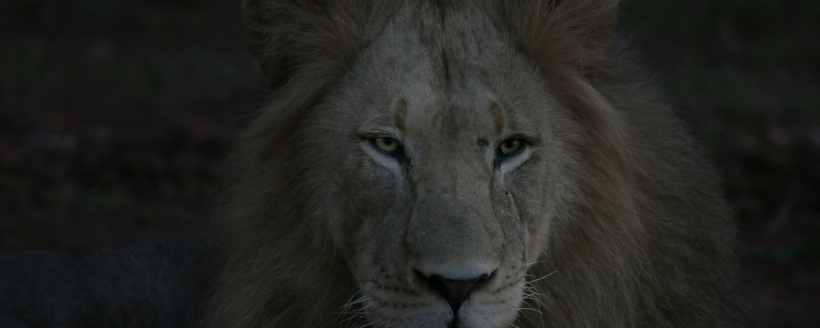 Lion at dusk