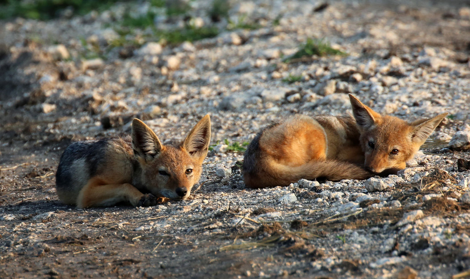 Black-backed jackals resting