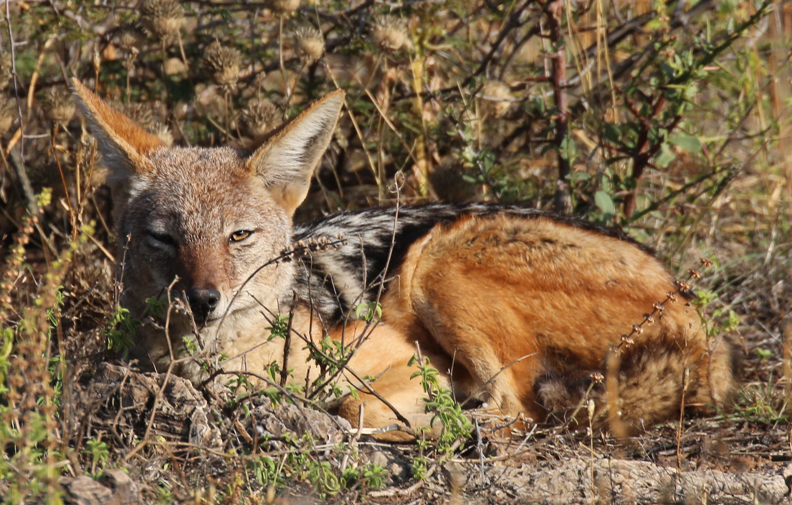 Black-backed jackal resting in dense vegetation