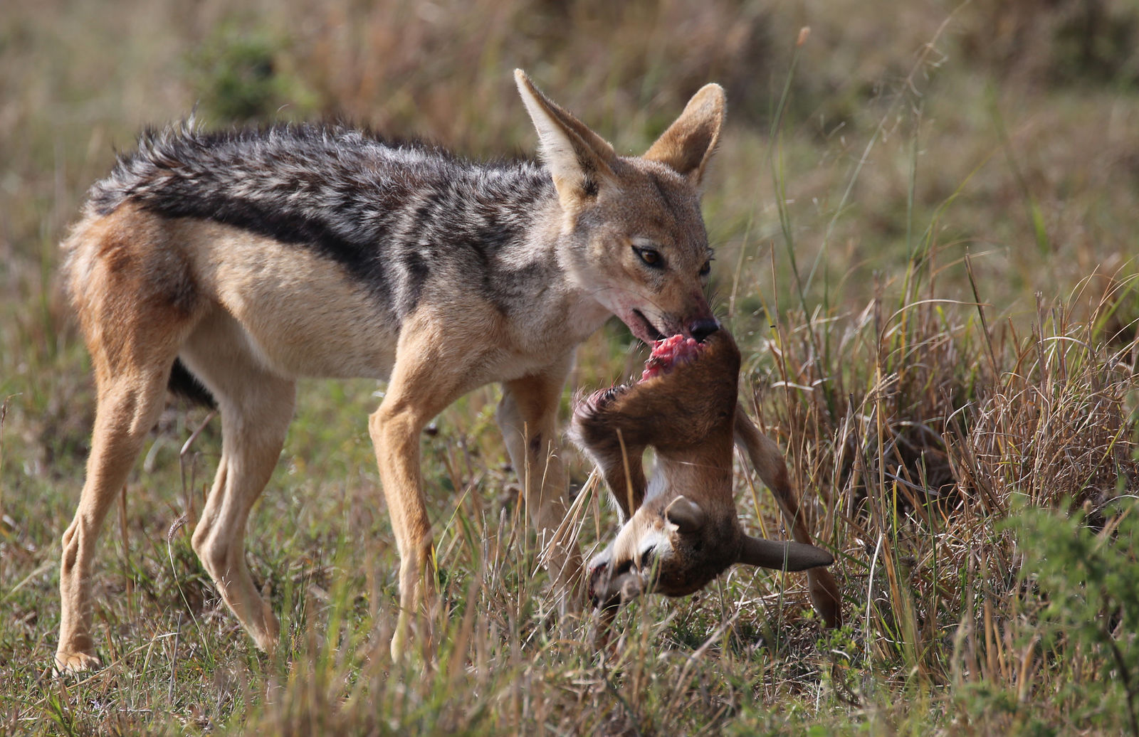Black-backed jackal feeding on its prey