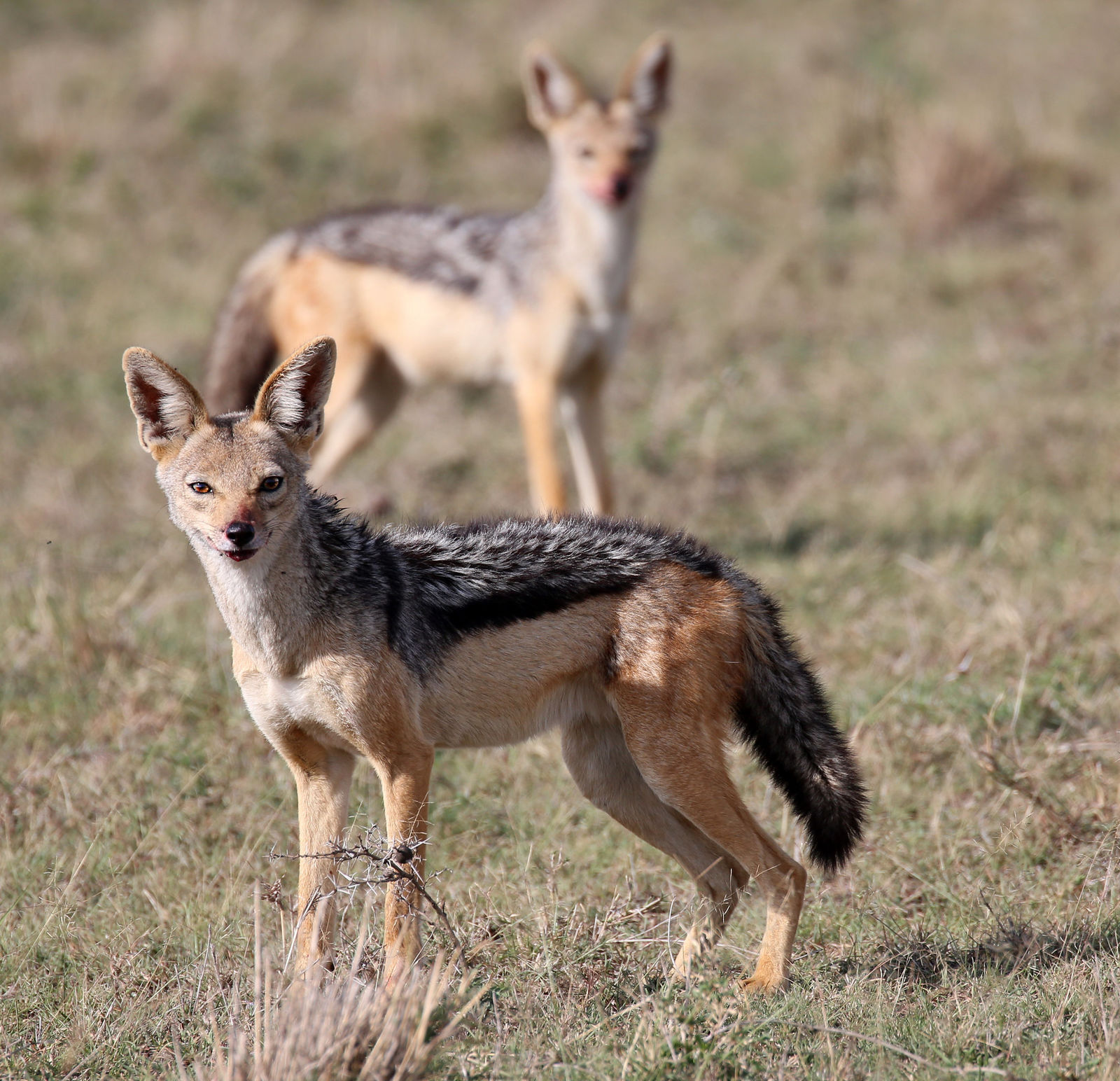 Black-backed jackals staring from a distance