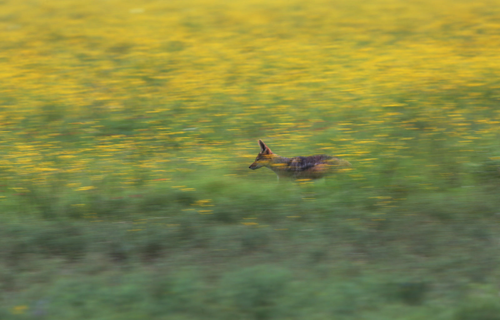 Black-backed sprinting