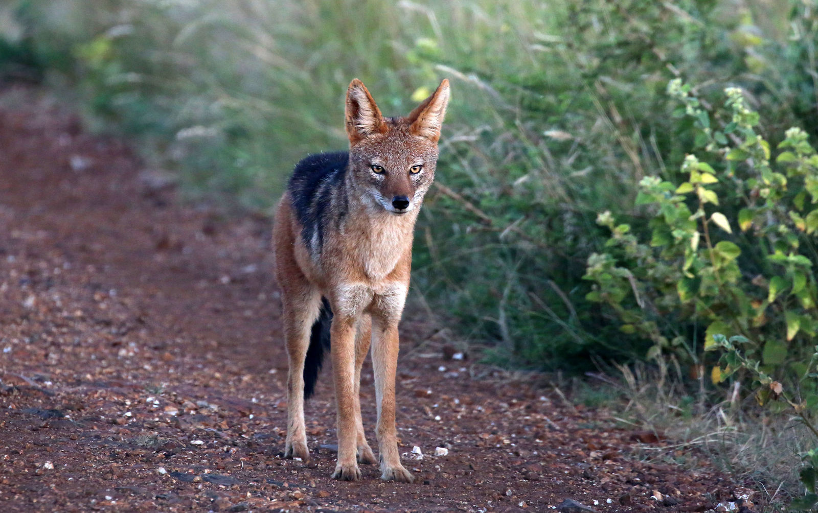 Black-backed jackal standing on a track