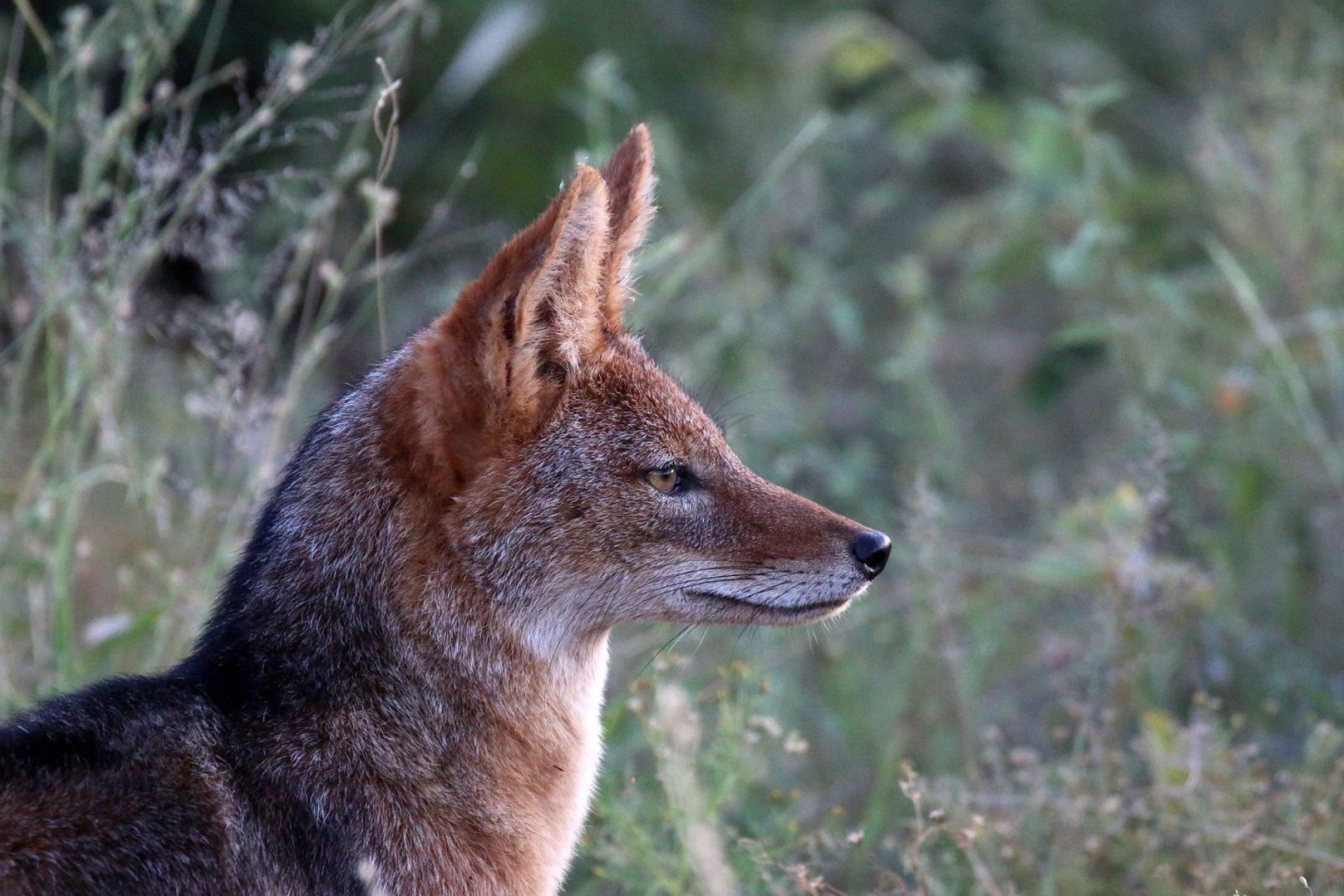 Side view of the black-backed jackal