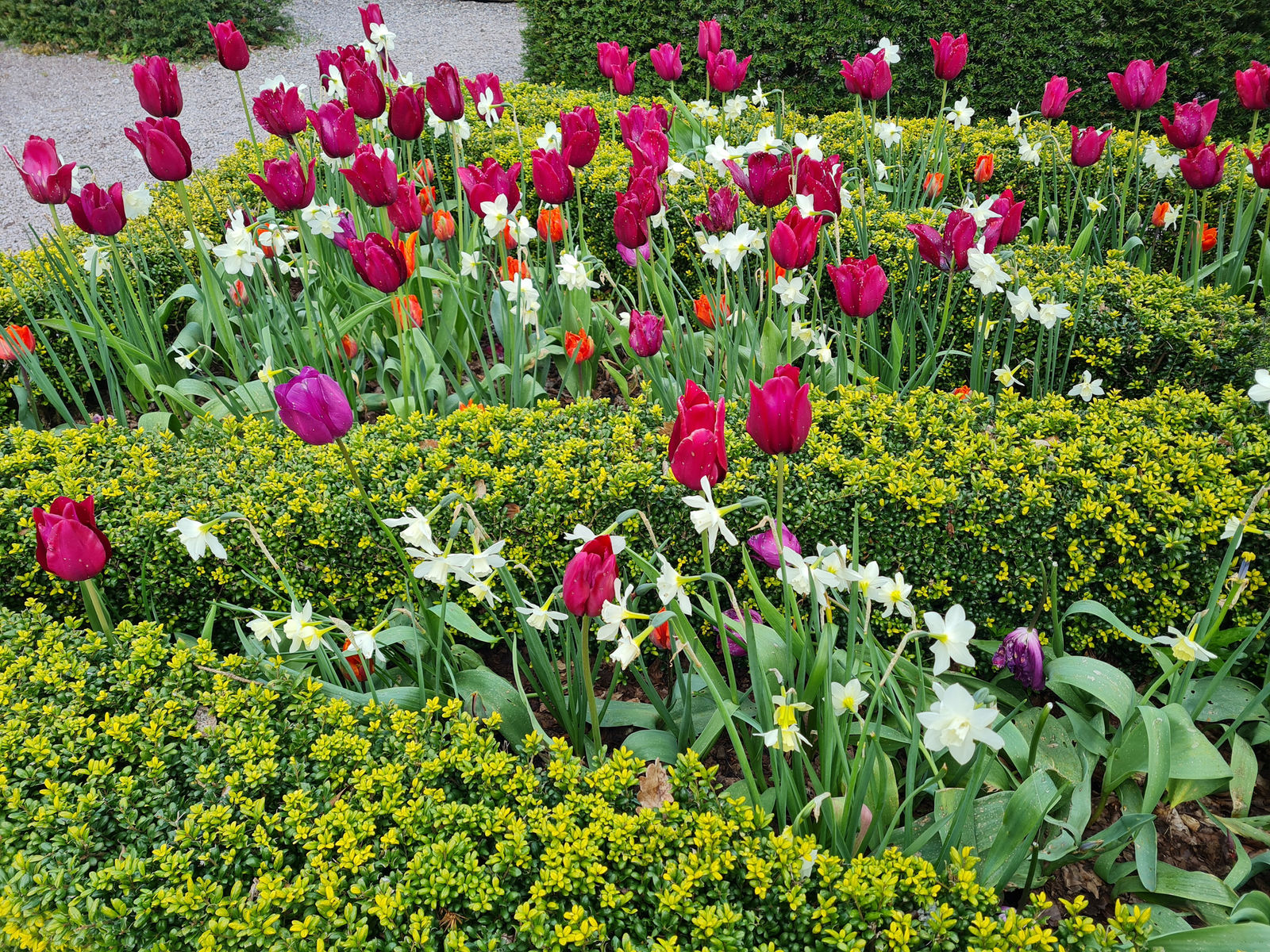 Tulips in Ireland