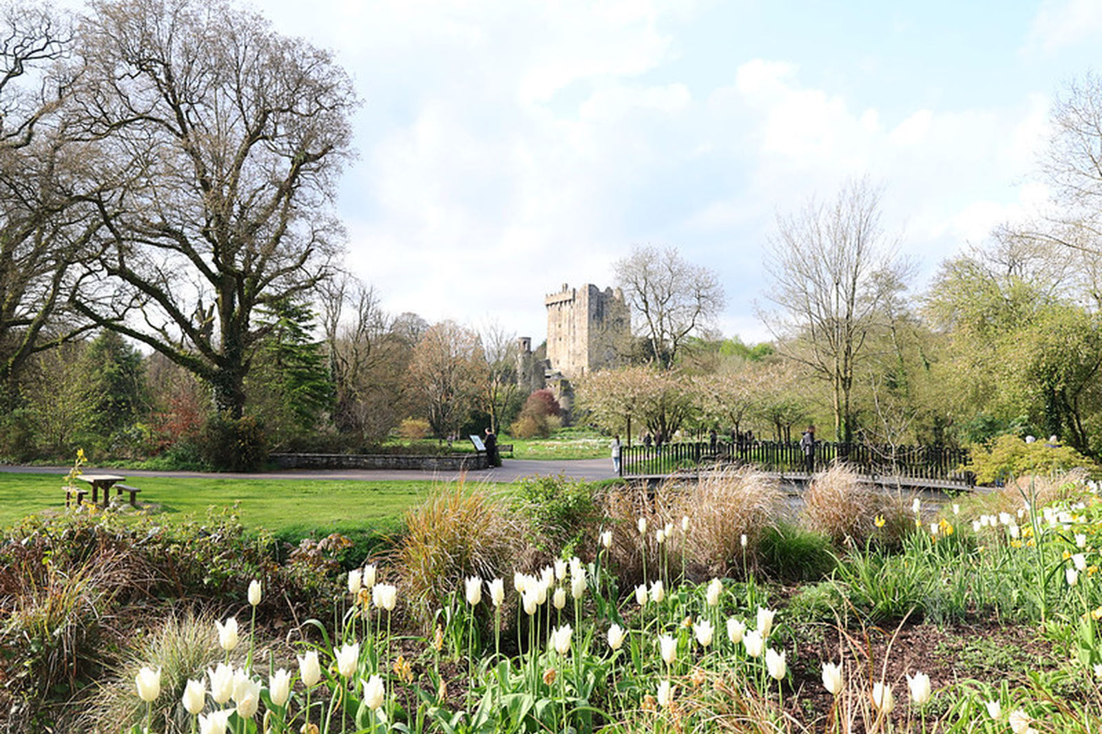 White tulips