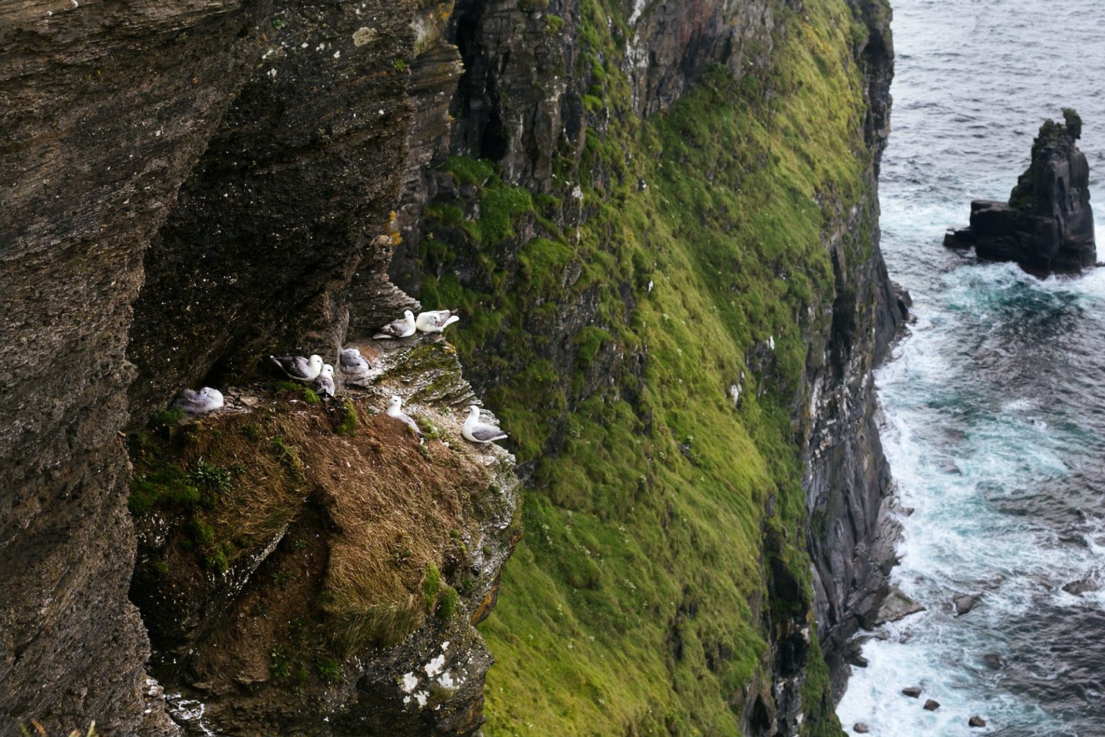 Birds nesting, Cliffs of Moher
